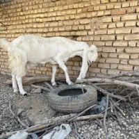 بز پاکستانی گلابی