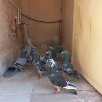 کبوترمسافتی اهواز