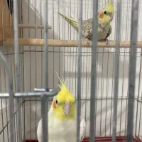 عروس هلندی مولد|پرنده|محمدیه-قزوین, |دیوار