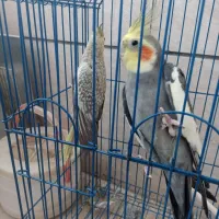 عروس هلندی ماده سالم