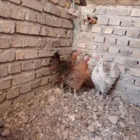 مرغ خانگی تخمگذار