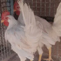 خروس فر وخروس بومی وخروس سفید|حیوانات مزرعه|اردکان, |دیوار