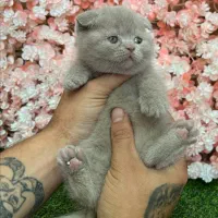 گربه باکیفیت  وارداتی