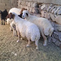 حیوانات مزرعه