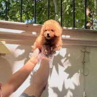 توی و تاینی پودل