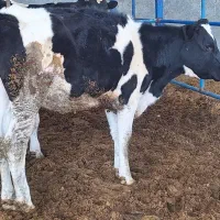 گاو گوساله نوبر