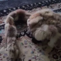 کلاه پشمی اصلی|لباس|شهرکرد, |دیوار