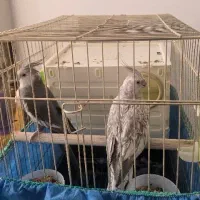 عروس هلندی مولد