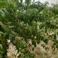 باغ معاوضه باباغ