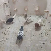 کبوتر
