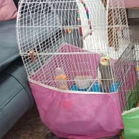 قفس نیم متری