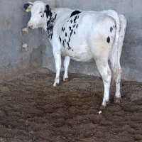 گاو‌گوسال سر سینه درجه یک بیست روز به زایمانح