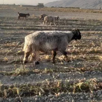 قوچ فروشی|حیوانات مزرعه|مرودشت, محمد آباد|دیوار