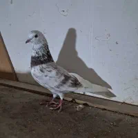 کبوتر گرفته شده|پرنده|سنگر, |دیوار