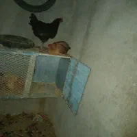 مرغ تخم گذار محلی|حیوانات مزرعه|لامرد, |دیوار