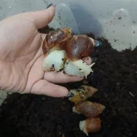 ۵تاحلزون آچاتینا با باکس+۱۰تا جوجه حلزون رایگان|خزنده|فردیس, شهرک ناز|دیوار