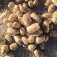 اگریا درشت بار عمده و خرده فروشی