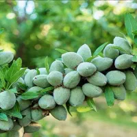 نهال بادام فقط ۷ هزار تومان