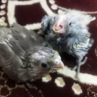 جوجه عروس سرلاکی 380