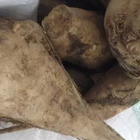 چغندر قند دامی|حراج|میاندوآب, |دیوار