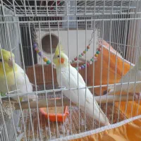 عروس هلندی