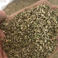 بذر جعفری درجه یک