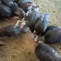 بوقلمون|حیوانات مزرعه|داراب, |دیوار