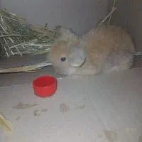 فروش فوری خرگوش لوپ اصل|موش و خرگوش|فولادشهر, B4|دیوار