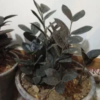 زاموفیلیابلک|گل و گیاه طبیعی|گلپایگان, |دیوار