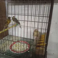 قناری نر و ماده مست اماده جفت|پرنده|رشت, منظریه|دیوار