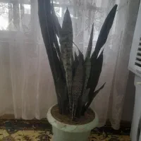 گل سانسوریا