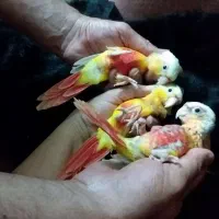 گرینچیک(ردچیک سرلاکی، آمریکن دایولت تازه دانخور)