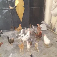 گلین۵۰عدد مرع و جوجه گلین|حیوانات مزرعه|کرمانشاه, |دیوار