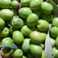 زیتون|خوردنی و آشامیدنی|رشت, منظریه|دیوار