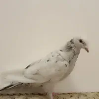 کبوتر شهری و سرور|پرنده|مرودشت, بیست متری بیمارستان|دیوار