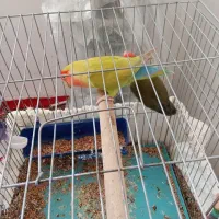 دوعدد طوطی برزیلی موولد