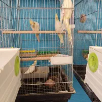 عروس هلندی باجوجه وقفس،خنداب|پرنده|ملایر, |دیوار