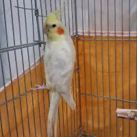 عروس هلندی لوتینو|پرنده|اصفهان, پوریای ولی|دیوار