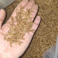 میلورم و سوپرورم زنده و خشک