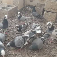 کبوتر|پرنده|خمک, |دیوار