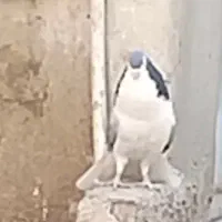 کفتر دمگیر واز