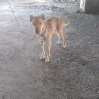 سگ نر نگهبان درجه یک