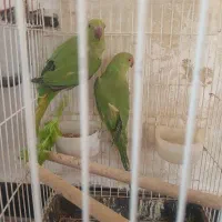طوطی ملنگو