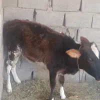 قیمت 40000000|حیوانات مزرعه|ریگان, |دیوار