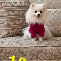 پانسیون سگ محدوده داراباد