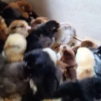 جوجه|حیوانات مزرعه|رودسر, |دیوار