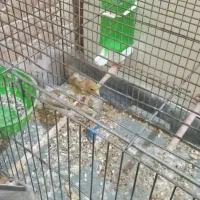 قناری ماده خانگی تمیز