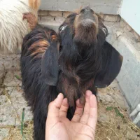 .دوتا بز خونگی جفت نر ماده دوقولو زا َ بشرط|حیوانات مزرعه|حبیب آباد, |دیوار