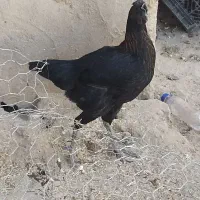 مرغ خونگی فروشی|حیوانات مزرعه|زهک, |دیوار