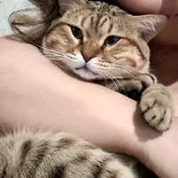 واگذاری گربه نر ملوس و ناز نازیDshh